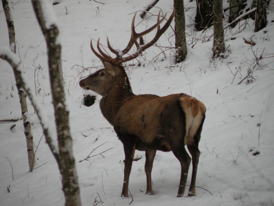 PASSIONE PER IL CERVO